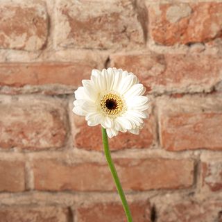 Gerbera
