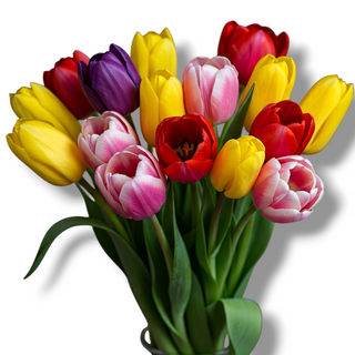 Tulipanes multicolor 