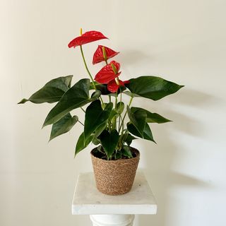 Anthurium  Rojo