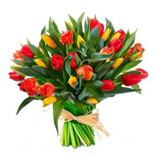 Mix Tulip xl