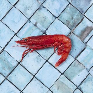 Gambero rosso da crudo 1 pezzi