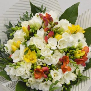 Buchet cadou 29 frezii multicolore