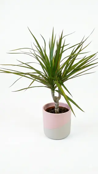 Plante Dragonnier de Madagascar + vase