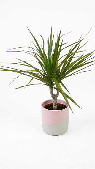 Plante Dragonnier de Madagascar + vase