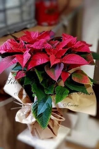 Stella di Natale Poinsettia piccola