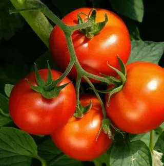 Salada de Tomate