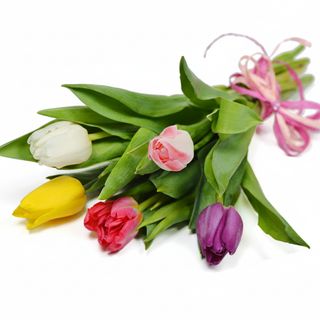 5 різнокольорових тюльпанів