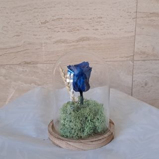 Cúpula de rosa  azul preservada  tamaño pequeño