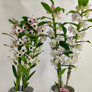 Vaso de Orquídeas Dendrobium