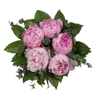 Buchet 5 Bujori