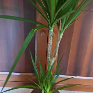 Pianta verde