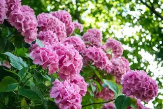 5 Ortensie rosa