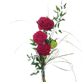 3 Rose Rosse