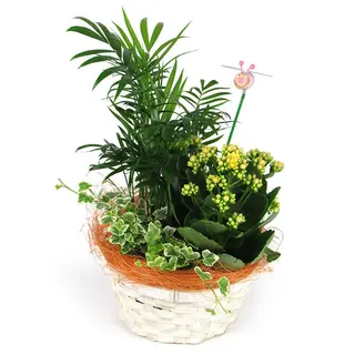 Cesta De Plantas Mater