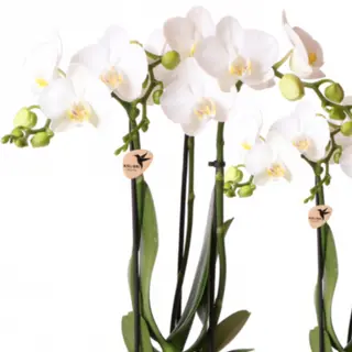 Orquídea Grande Blanca  (2 Tallos)
