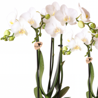 Orquídea Gigante Blanca  (PREMIUM)