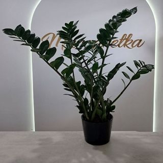 Zamiokulkas rozmiar S 