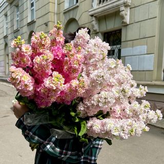 Неймовірна ароматна матіола