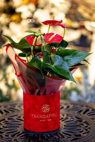 Planta Anthurium roșu în cutie decorativă