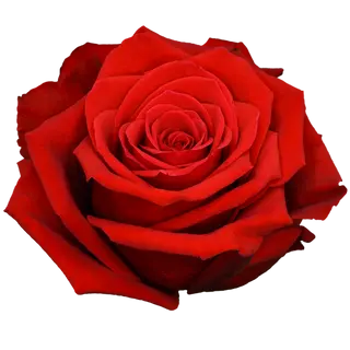 Rosa Roja Flor Suelta (Por unidad/No es un ramo/No bouquet) 
