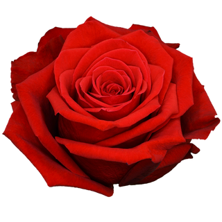  Rosa Roja Básica - BK Single