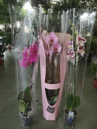 Orhideja sa 1 granom