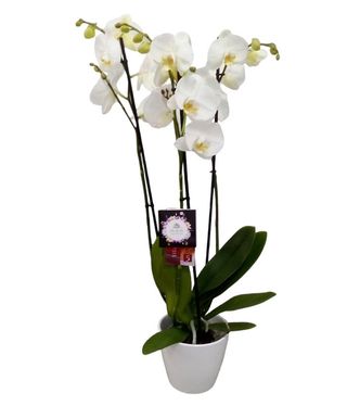 Orquídea Blanca