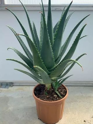 Aloe Grande
