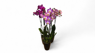 Orhideja - phalaenopsis