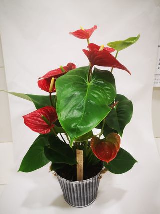 Anthurium Elegance Con Macetero