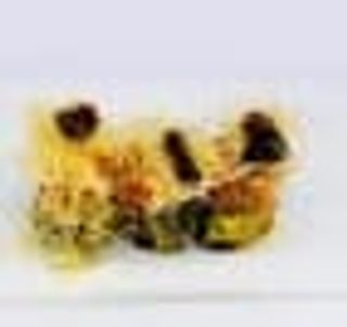 F12b. Maki fritto 3 pezzi