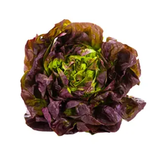 Salade Laitue Rouge - Unité 