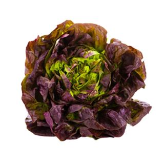Salade Laitue Rouge - Unité 