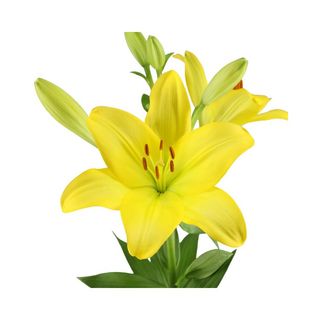 Lilium Asiático Amarillo Flor Suelta (Por unidad/No es un ramo/No bouquet) 