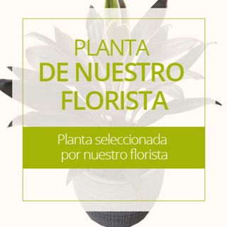 Planta del florista.