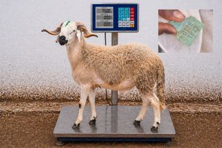 01281823 - 75 Kg
