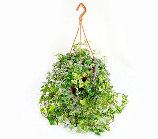 Iedera De Interior Cu Agatatoare