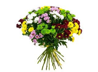 19 Хризантеми, Микс | 1 pieces