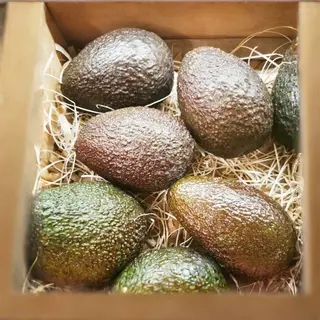 AVOCADO HASS