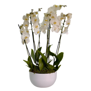 Orhidee Phalaenopsis în vas ceramic 