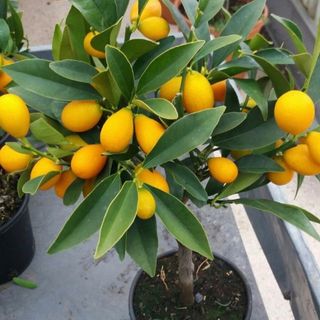 Pianta di mandarino cinese