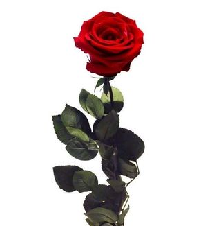 Rosa Roja Prevervada Eterna