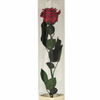 Rosa Preservada (Roja)