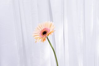 Gerbera crem
