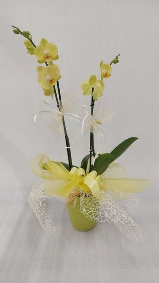 Orchidea verdino con porta vaso