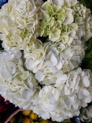 Ortensia rosa singola