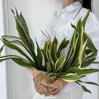 Сансевієрія Футура Суперба №10 XXL