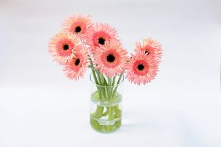 Gerbery Różowe 7 szt