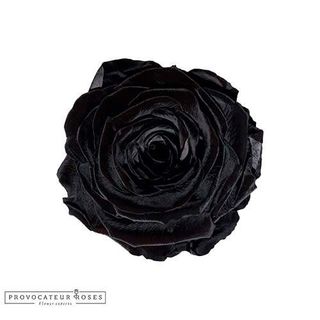 Rosa Eterna Negra