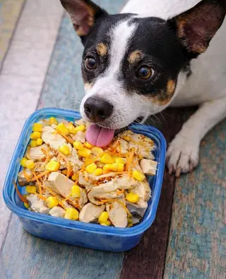 ¡Guau Guau!